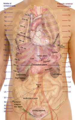 女性お腹内臓位置: なぜそれは私たちの感情と密接に関連しているのか？